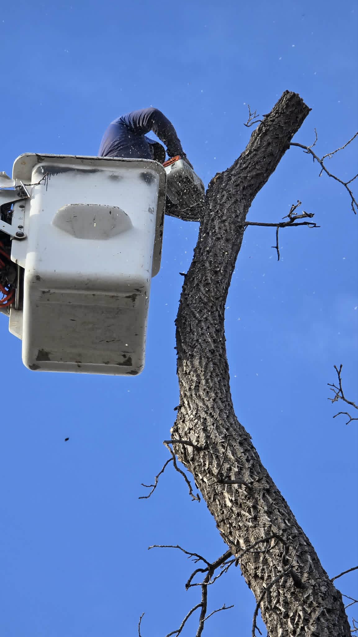 Trabajador cortando desde un camión canastilla durante una remoción