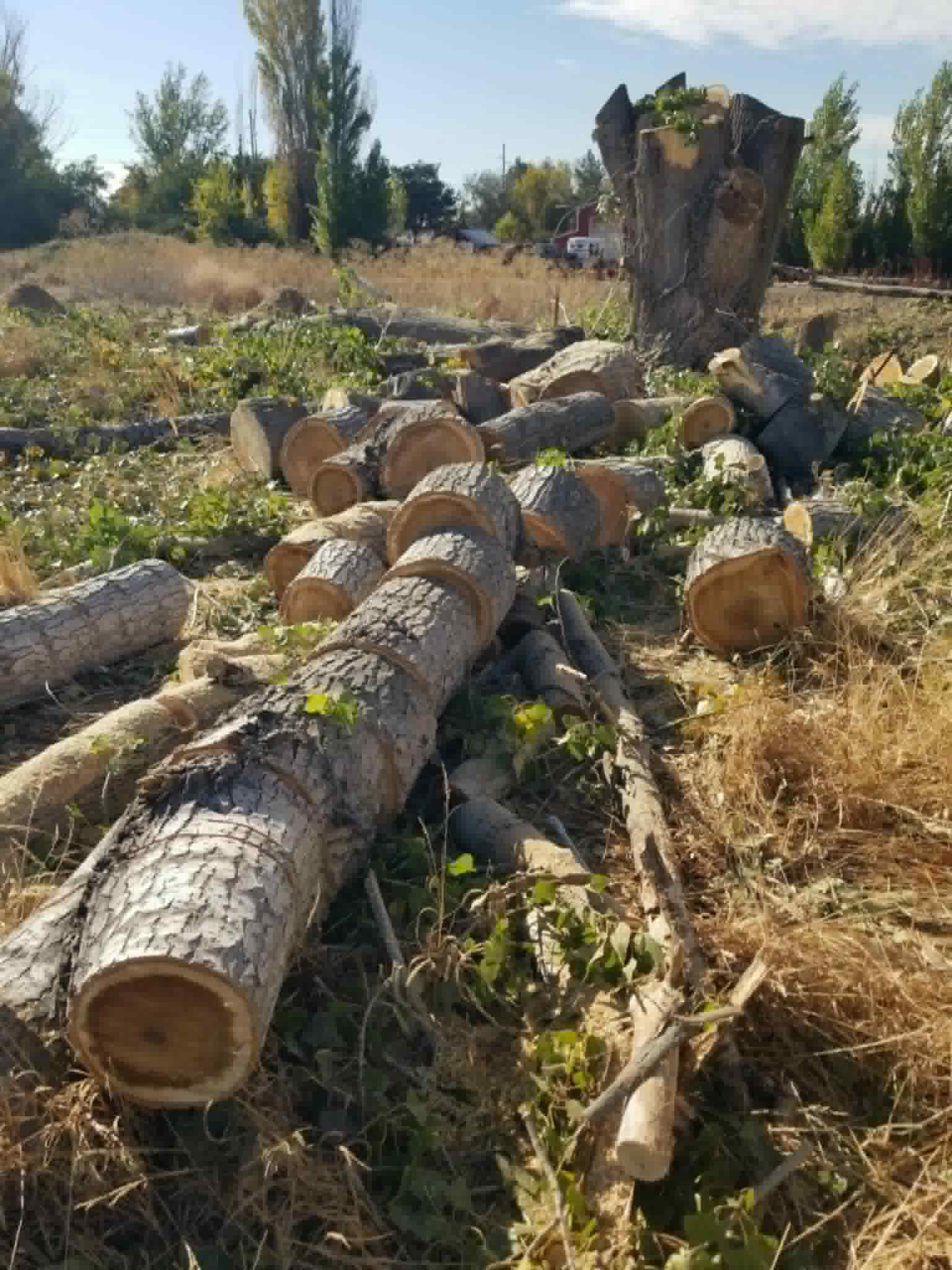 Troncos cortados y limpieza después de una remoción de árbol