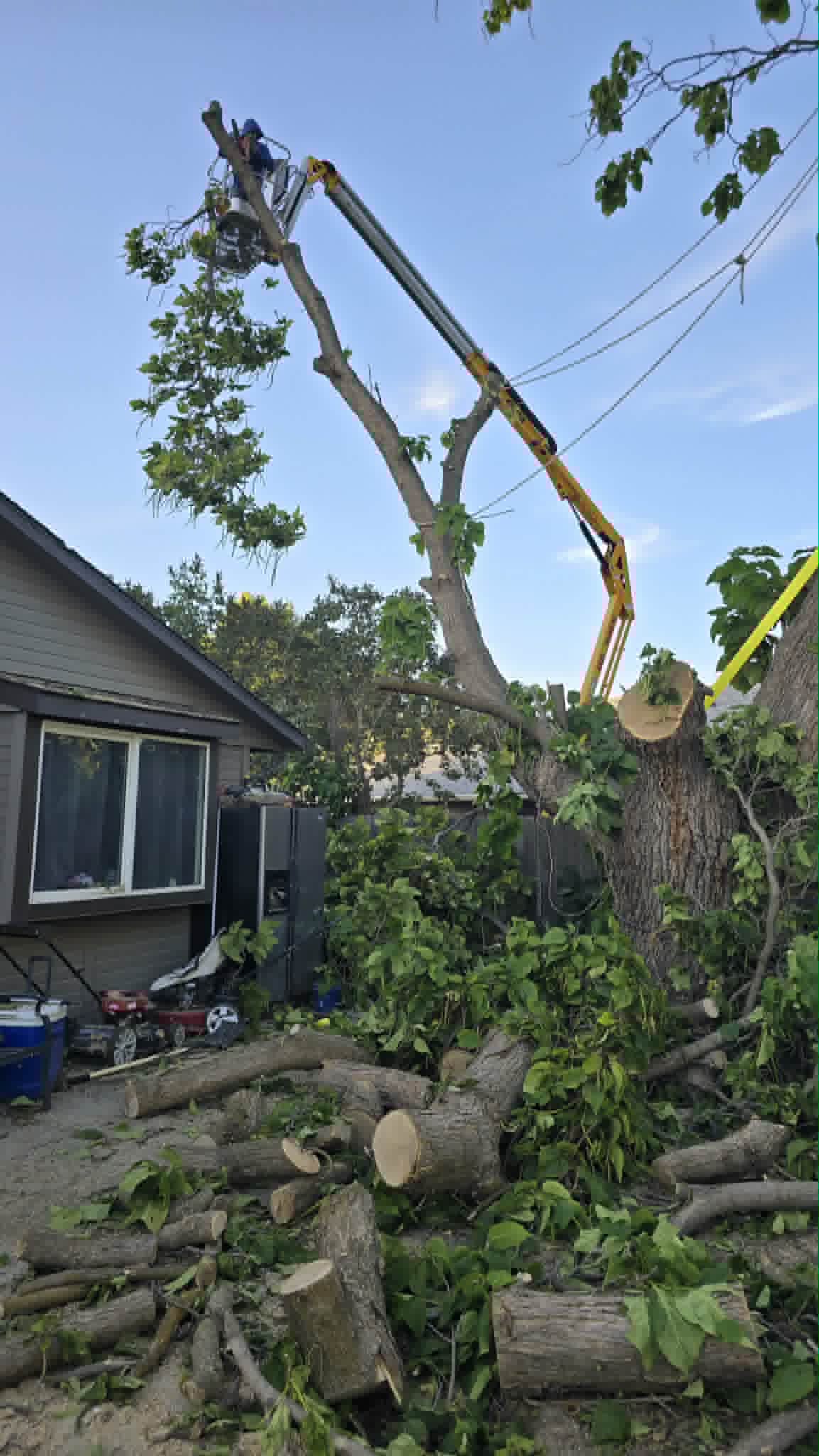 Remoción de árbol en proceso con secciones cortadas en un patio residencial